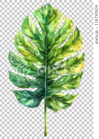 Philodendron Leaf, Watercolor tropical Border, watercolor illustration, 116745634