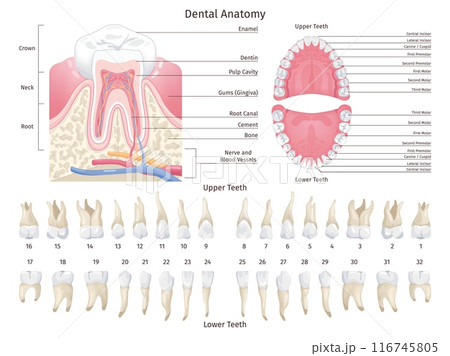 Dental anatomy infographic. Human teeth types chart, dentistry orthodontic education teething scheme numbered premolar tooth dentition mouth jaw arch, swanky illustration Dental anatomy infographic. Human teeth types chart, dentistry orthodontic education teething scheme numbered premolar tooth dentition mouth jaw arch, swanky illustration 116745805