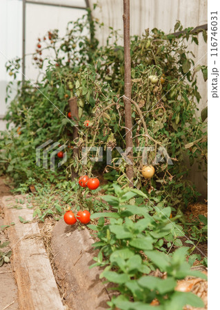 Tomatoes are hanging on a branch in the greenhouse. The concept of gardening and life in the country. A large greenhouse for growing homemade tomatoes. Tomatoes are hanging on a branch in the greenhouse. The concept of gardening and life in the country. A large greenhouse for growing homemade tomatoes. 116746031