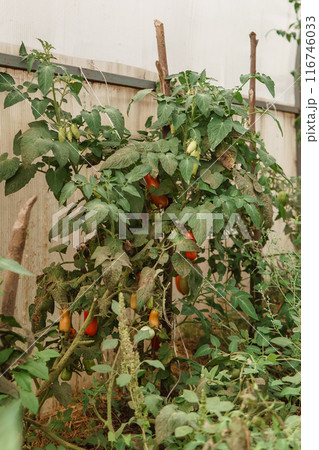 Tomatoes are hanging on a branch in the greenhouse. 116746033