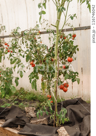 Tomatoes are hanging on a branch in the greenhouse. The concept of gardening and life in the country. A large greenhouse for growing homemade tomatoes. Tomatoes are hanging on a branch in the greenhouse. The concept of gardening and life in the country. A large greenhouse for growing homemade tomatoes. 116746042