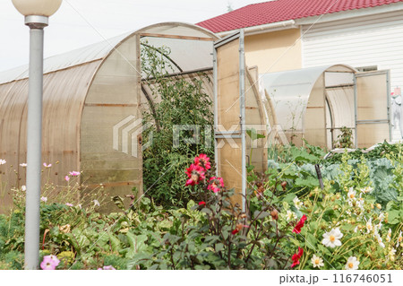 Large greenhouses for growing homemade vegetables. The concept of gardening and life in the country. 116746051