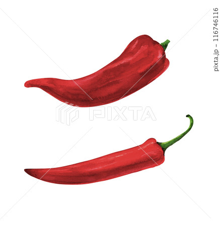 Red peppers, watercolor hand painted set, isolated on white background 116746116