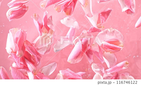 Freeze motion of rose petals with splashing water on light pink background 116746122
