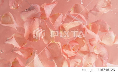 Freeze motion of rose petals with splashing water on light pink background 116746123