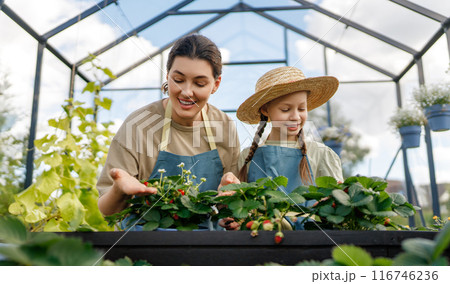 mother and daughter are gardening in the greenhouse mother and daughter are gardening in the greenhouse 116746236