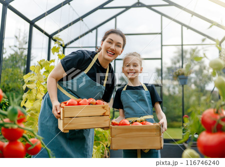 mother and daughter are gardening in the greenhouse mother and daughter are gardening in the greenhouse 116746240