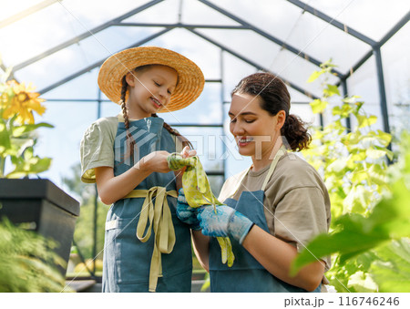 mother and daughter are gardening in the greenhouse mother and daughter are gardening in the greenhouse 116746246