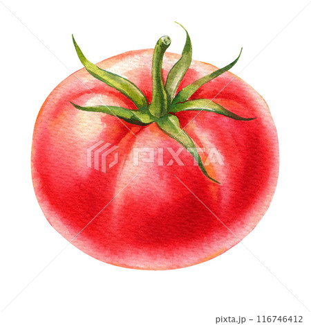 Tomato watercolor fresh red vegetable white isolated background. Realistic ripe tomato hand drawn Illustration. 116746412