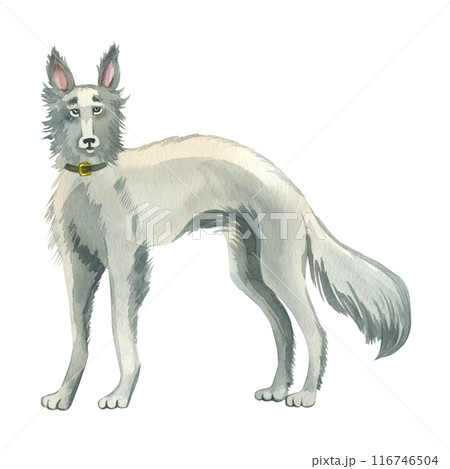 A dog of the windhound breed with a collar hand drawn in gray watercolor. Watercolor illustration. Suitable for printing on fabric, paper, scrapbooking and design. 116746504