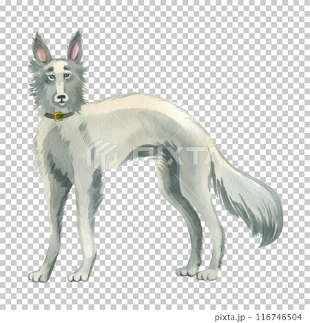 A dog of the windhound breed with a collar hand drawn in gray watercolor. Watercolor illustration. Suitable for printing on fabric, paper, scrapbooking and design. 116746504