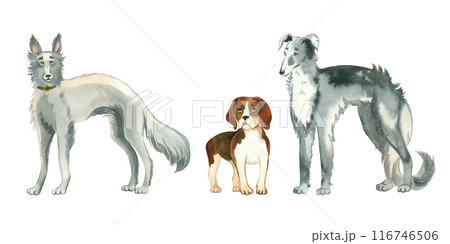 Set of watercolor illustrations. Pets, dogs of different breeds, beagle, greyhound, Russian hound. All objects are hand-painted with watercolors. Suitable for cards, creativity, design, books. 116746506