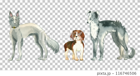 Set of watercolor illustrations. Pets, dogs of different breeds, beagle, greyhound, Russian hound. All objects are hand-painted with watercolors. Suitable for cards, creativity, design, books. 116746506