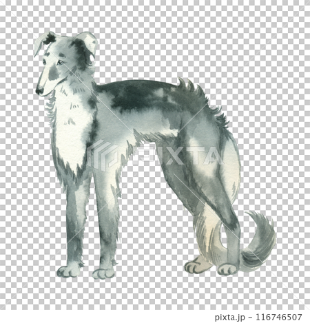 Russian greyhound. A hunting dog with long hair in gray color, hand drawn in watercolor and isolated on a white background. Suitable for printing on fabric, paper, scrapbooking, design, books. Russian greyhound. A hunting dog with long hair in gray color, hand drawn in watercolor and isolated on a white background. Suitable for printing on fabric, paper, scrapbooking, design, books. 116746507