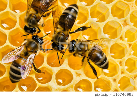 Honeycomb Haven: A Bee's World 116746993
