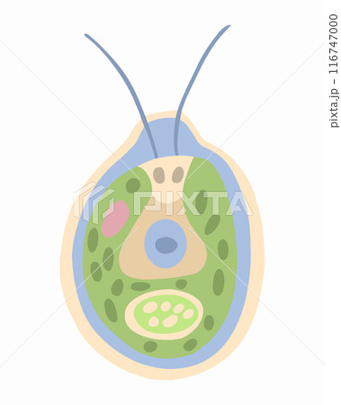 Vector isolated illustration of Chlamydomonas on a white background. 116747000