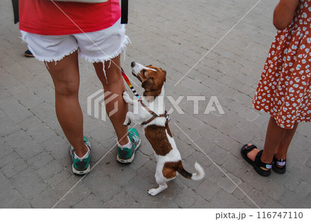 The white and brown dog asks for attention. A dog on a walk asks its owner about something. 116747110