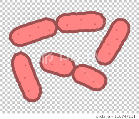小腸結腸炎耶爾森菌 116747111