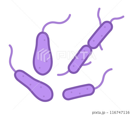 ボツリヌス菌 116747116