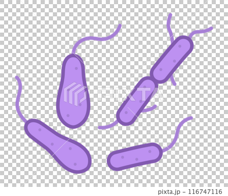 ボツリヌス菌 116747116