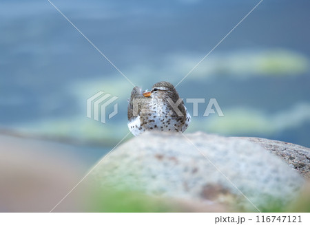 Spotted sandpiper is laying and resting on the rock at the water in spring. Spotted sandpiper is laying and resting on the rock at the water in spring. 116747121