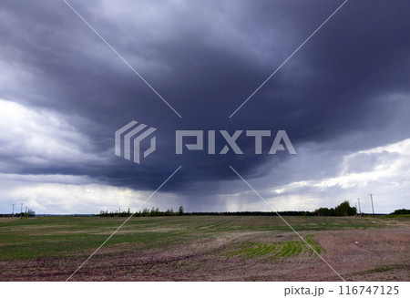 Rain from the dark cloud in the field in prairies in spring. Rain from the dark cloud in the field in prairies in spring. 116747125