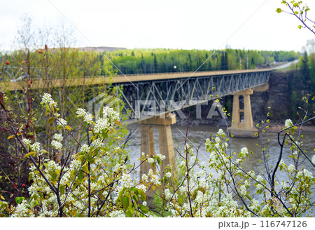 Blooming saskatoon and iron and concrete bridge over the river in spring. 116747126