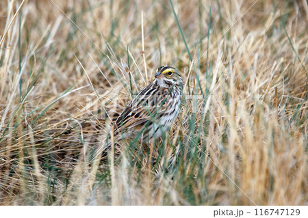 Savannah sparrow is standing in dry yellow grass in the field. 116747129