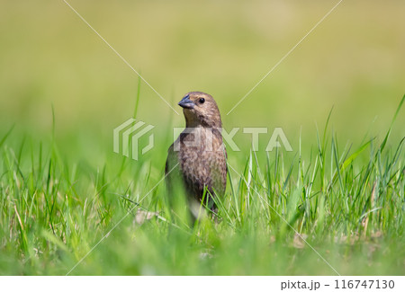 Female Brown-headed cowbird is standing in green grass. 116747130