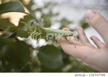 praying mantis walks from hand to greeen leaf praying mantis walks from hand to greeen leaf 116747386