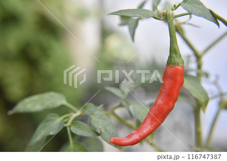 Red chili pepper on the plant, selecteed focus Red chili pepper on the plant, selecteed focus 116747387