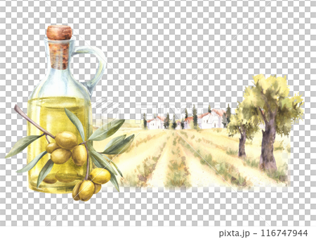 Olive oil in glass carafe. Olive tree harvest against rural farm landscape. Watercolor painted harvest. Food label with fields, hills and old houses. Product background Hand draw isolated illustration 116747944