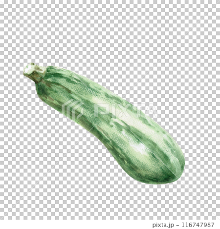 Illustration of green zucchini in watercolor. Hand-drawn illustration on a harvest theme for agricultural fairs, harvest exhibitions, shops, vegetable cookbooks. Illustration isolated from background Illustration of green zucchini in watercolor. Hand-drawn illustration on a harvest theme for agricultural fairs, harvest exhibitions, shops, vegetable cookbooks. Illustration isolated from background 116747987