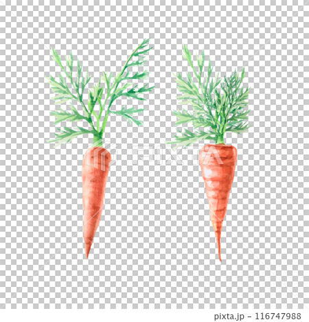Illustration of a carrot with leaves in watercolor. Hand-drawn illustration on a harvest theme for agricultural fairs, harvest exhibitions, vegetable shops. Illustration isolated from background. Illustration of a carrot with leaves in watercolor. Hand-drawn illustration on a harvest theme for agricultural fairs, harvest exhibitions, vegetable shops. Illustration isolated from background. 116747988