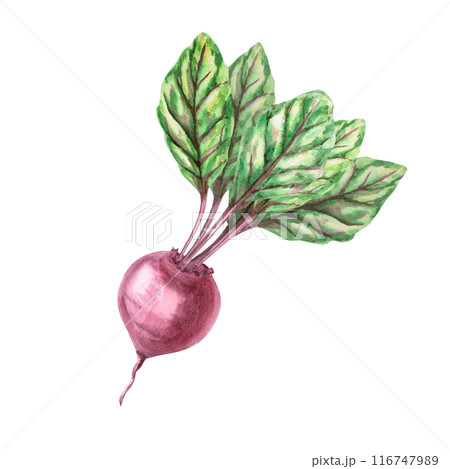 Illustration of beets with leaves in watercolor. Hand-drawn illustration on a harvest theme for agricultural fairs, exhibitions, vegetable shops, cookbooks. Illustration isolated from background. Illustration of beets with leaves in watercolor. Hand-drawn illustration on a harvest theme for agricultural fairs, exhibitions, vegetable shops, cookbooks. Illustration isolated from background. 116747989