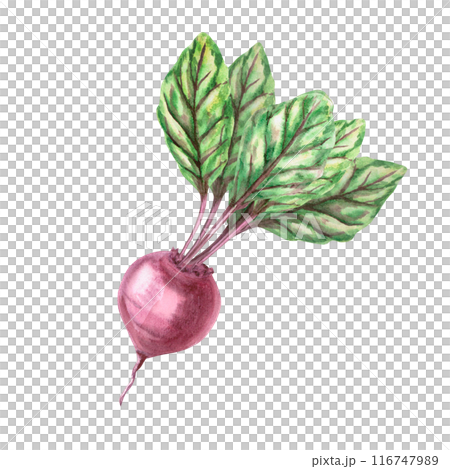 Illustration of beets with leaves in watercolor. Hand-drawn illustration on a harvest theme for agricultural fairs, exhibitions, vegetable shops, cookbooks. Illustration isolated from background. Illustration of beets with leaves in watercolor. Hand-drawn illustration on a harvest theme for agricultural fairs, exhibitions, vegetable shops, cookbooks. Illustration isolated from background. 116747989
