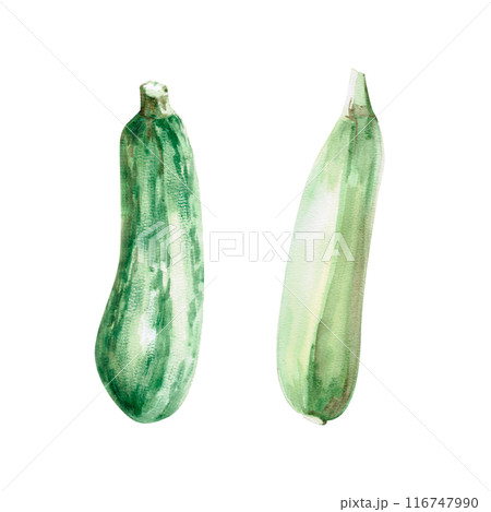 Illustration of beets with leaves in watercolor. Hand-drawn illustration on a harvest theme for agricultural fairs, harvest exhibitions, shops, vegetable shops Illustration isolated from background 116747990