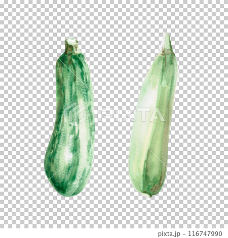 Illustration of beets with leaves in watercolor. Hand-drawn illustration on a harvest theme for agricultural fairs, harvest exhibitions, shops, vegetable shops Illustration isolated from background 116747990