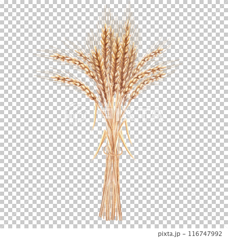 Bunch of wheat ears in watercolor. Hand-drawn illustration of a sheaf of wheat for agricultural fairs, harvest exhibitions, bakeries, bakeries, breweries. Illustration isolated from background Bunch of wheat ears in watercolor. Hand-drawn illustration of a sheaf of wheat for agricultural fairs, harvest exhibitions, bakeries, bakeries, breweries. Illustration isolated from background 116747992