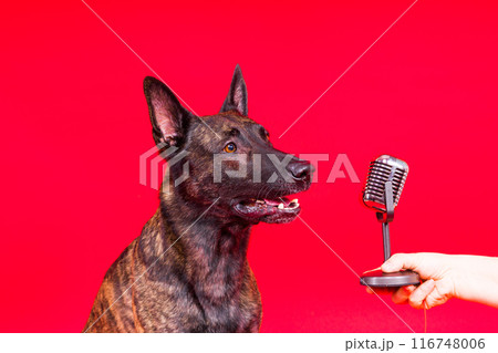 Singing puppy dog dutch shepherd with microphone, isolated on red yellow studio Singing puppy dog dutch shepherd with microphone, isolated on red yellow studio 116748006