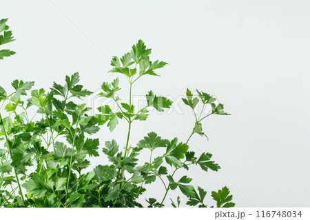 A bunch of green leaves of parsley A bunch of green leaves of parsley 116748034