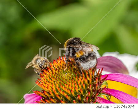 Bumblebee and honeybee pollinating echinacea flowers Bumblebee and honeybee pollinating echinacea flowers 116748074