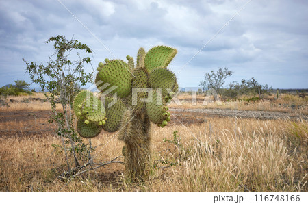 Galapagos Giant Cactus in Santa Cruz Island, Galapagos, Ecuador. Galapagos Giant Cactus in Santa Cruz Island, Galapagos, Ecuador. 116748166