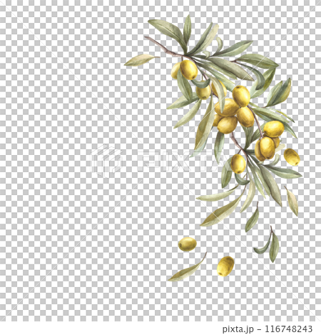 Olive tree branch. Watercolor twig with fruit berries and green leaves. Semicircular botanical hand drawn illustration. Nature round template, clipart for label, greeting cards on isolated background. Olive tree branch. Watercolor twig with fruit berries and green leaves. Semicircular botanical hand drawn illustration. Nature round template, clipart for label, greeting cards on isolated background. 116748243