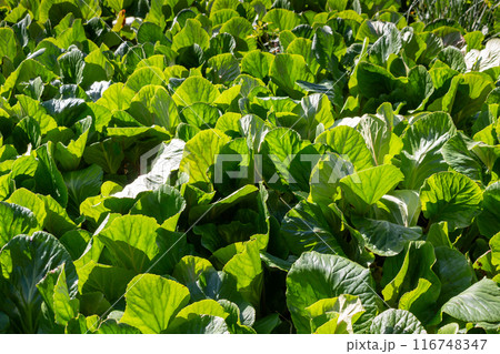 Fresh green leaves of Bergenia, Madeira, Portugal 116748347