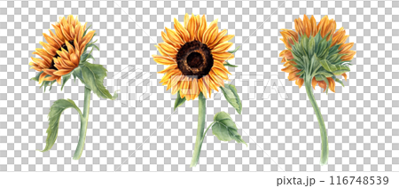 Single three sunflowers on stem. Field wild yellow flower with leaves. Floral elements for rustic decor. Watercolor illustration of bright plants. For cards, invitations, bouquet decoration 116748539