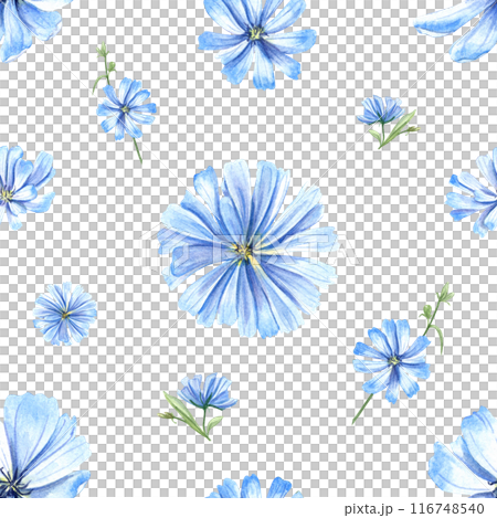 Blue chicory plant. Wild meadow flowers. Seamless pattern with flower heads. Cichorium herb. Delicate intybus. Watercolor floral illustration. For medical design, package, wedding decor 116748540