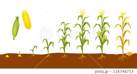 Corn plant growth. Agriculture planting and seedling, corns cobs step by step development. Gardening and farming process, neoteric vector scene Corn plant growth. Agriculture planting and seedling, corns cobs step by step development. Gardening and farming process, neoteric vector scene 116748713