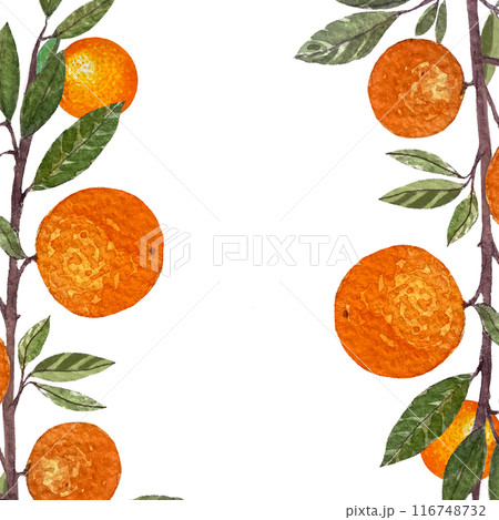 Orange fruit branch with leafs watercolor frame isolated on white background. High quality hand drawn art for food design, packages, restaurant menu, cards, natural organic food, label, logo and decor Orange fruit branch with leafs watercolor frame isolated on white background. High quality hand drawn art for food design, packages, restaurant menu, cards, natural organic food, label, logo and decor 116748732