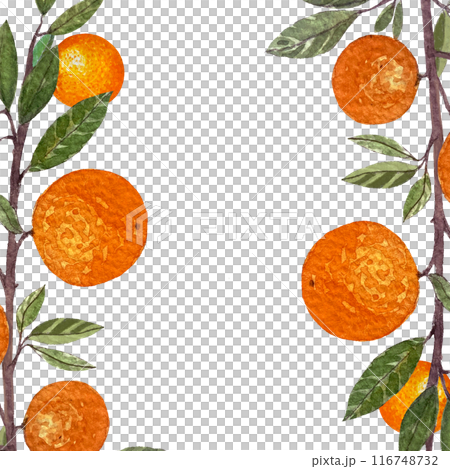 Orange fruit branch with leafs watercolor frame isolated on white background. High quality hand drawn art for food design, packages, restaurant menu, cards, natural organic food, label, logo and decor Orange fruit branch with leafs watercolor frame isolated on white background. High quality hand drawn art for food design, packages, restaurant menu, cards, natural organic food, label, logo and decor 116748732